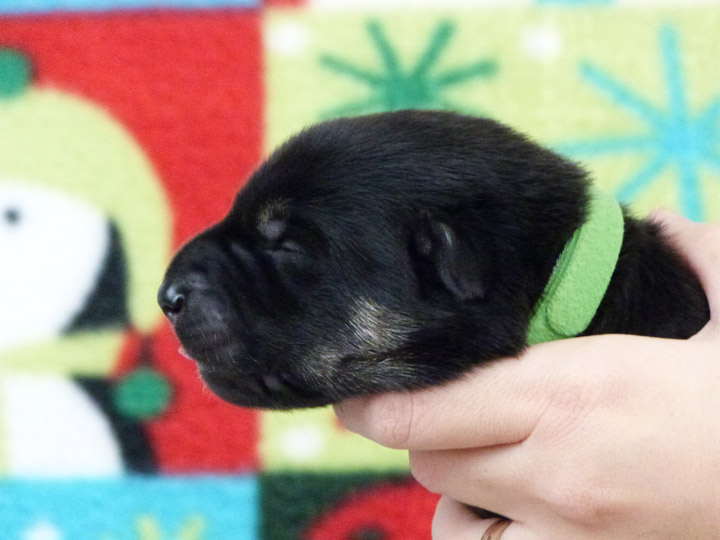 chinook puppy